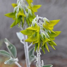 Crotalaria Regal Birdflower Green