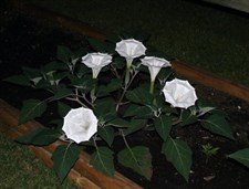 Evening Fragrance Datura Seeds
