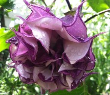 Black Currant Swirl Datura