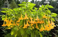 Belle Blanche Datura Seeds