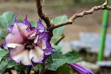 Double Purple Datura