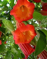 Red Tree Datura