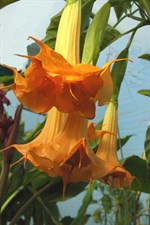 Orange Glory Datura