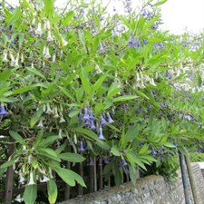 Blue Datura Seeds