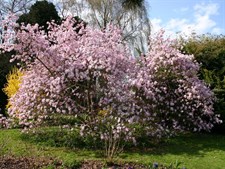 Loebner Magnolia Flower Tree Seeds