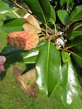Cucumber Magnolia Flower Tree Seeds