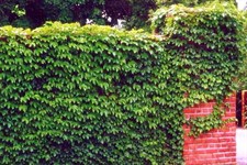 Green Boston Ivy Seeds