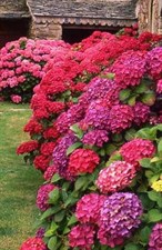 Hydrangea Deep Red Flower Seeds