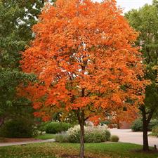 Sugar Maple Tree Seeds (Acer Saccharum) 