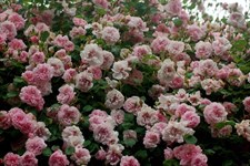 May Queen Climbing Rose Seeds