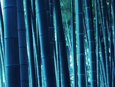 Blue Bamboo Seeds
