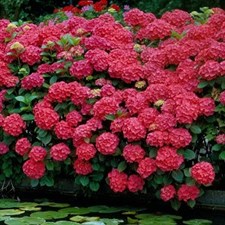 Hydrangea Deep Red Flower Seeds