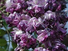 Wisteria Black Dragon Vines