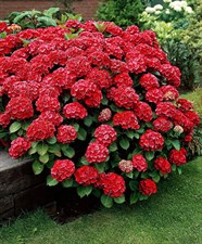 Hydrangea Deep Red Flower Seeds