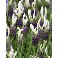 Ballerina English Lavender Seeds