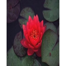 Rare Red Water Lotus Seeds