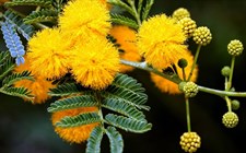 Yellow French Mimosa Pudica 