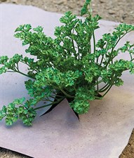WeedGuard Plus Fertilized Mulch