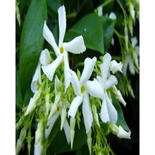 Stiff Jasmine Seeds