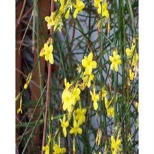 Winter Jasmine Seeds