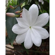 Sampaguita Jasmine Seeds