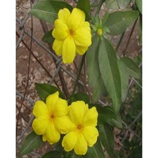 Primrose Jasmine Seeds