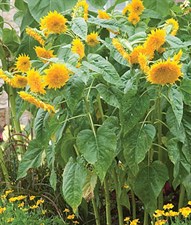 Sunflower Honey Bear Seeds