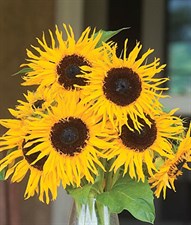 Sunflower Frilly Hybrid Seeds