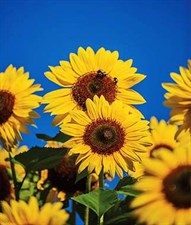 Sunflower Treasure Mountain Hybrid Seeds