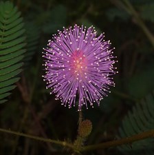 Pink French Mimosa Pudica 