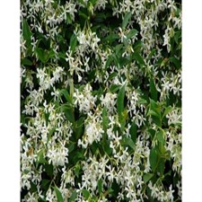Stiff Jasmine Seeds