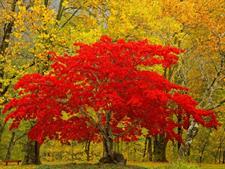 Red Maple Tree Seeds (Acer Rubrum)