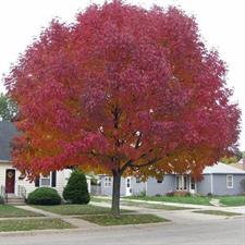 Amur Maple Tree Seeds (Acer ginnala)