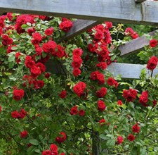 Alitissimo Climbing Rose Seeds