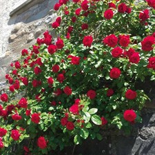 Alitissimo Climbing Rose Seeds