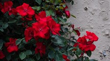 Alitissimo Climbing Rose Seeds