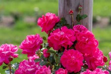 American Beauty Climbing Rose Seeds