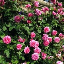 American Beauty Climbing Rose Seeds