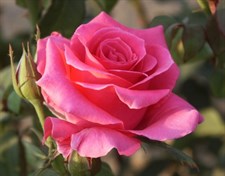 American Beauty Climbing Rose Seeds