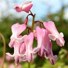 Bleeding Heart Amore Pink