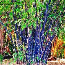 Purple Bamboo Seeds
