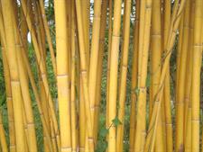 Yellow Bamboo Seeds