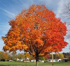 Red Maple Tree Seeds (Acer Rubrum)