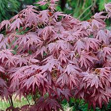 Japanese Maple Tree Seeds(Acer Palmatum)