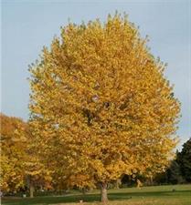 Silver Maple Tree Seeds (Acer Saccharinum)