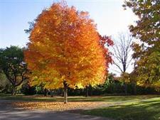 Norway Maple Tree Seeds (Acer Platanoides)