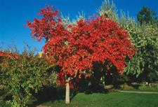 Amur Maple Tree Seeds (Acer ginnala)