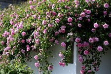 May Queen Climbing Rose Seeds