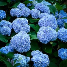 Hydrangea Blue Flower Seeds