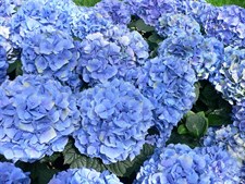 Hydrangea Blue Flower Seeds